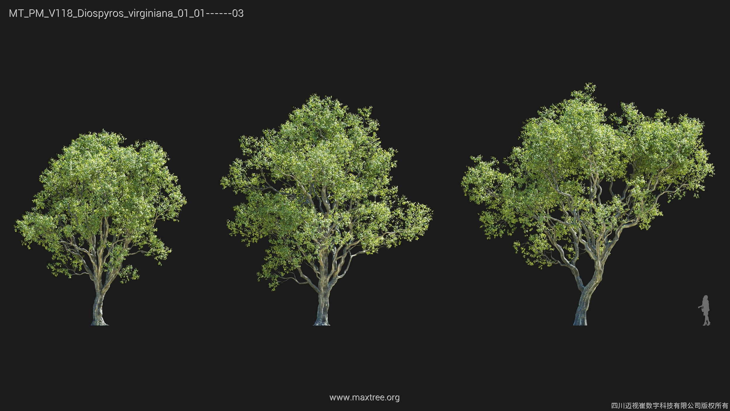 Maxtree Plant Models Vol 118 - Mesh 3D model_9