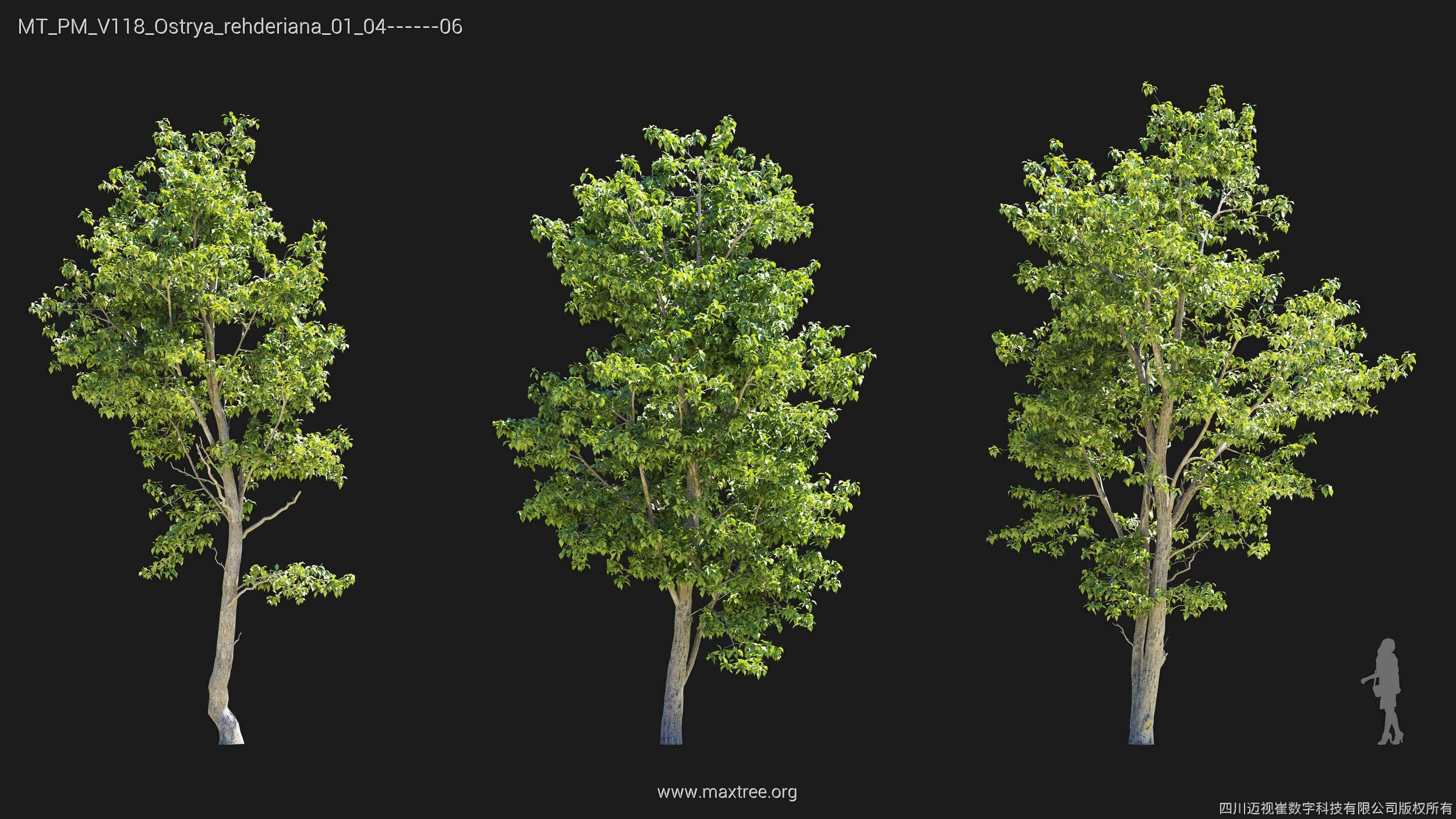 Maxtree Plant Models Vol 118 - Mesh 3D model_20