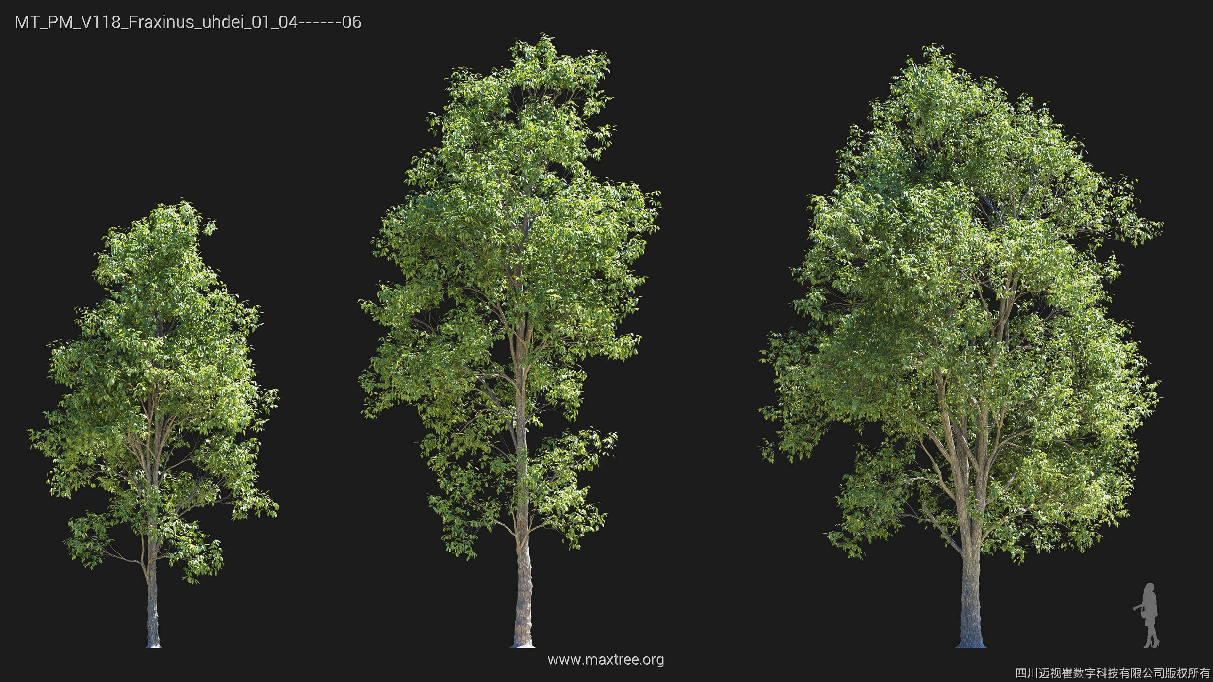 Maxtree Plant Models Vol 118 - Mesh 3D model_16