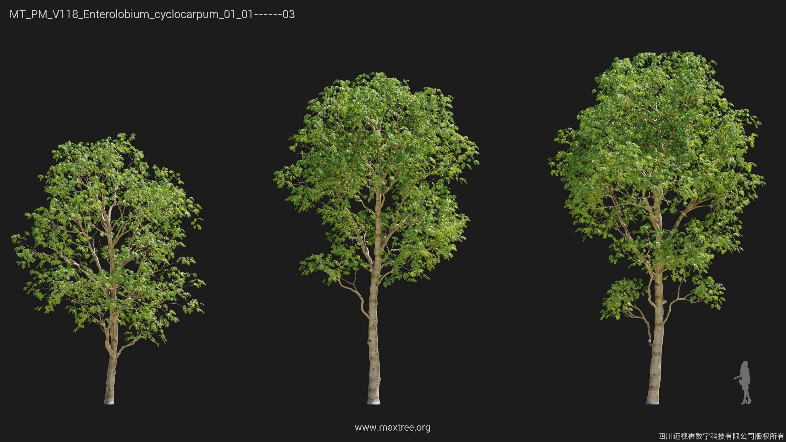 Maxtree Plant Models Vol 118 - Mesh 3D model_11