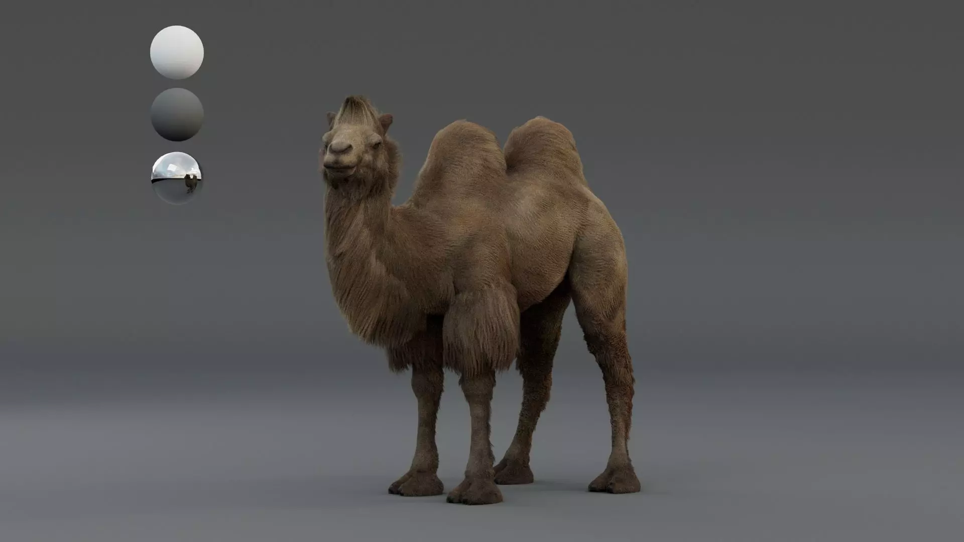 Camel Bactrian Low-poly 3D model