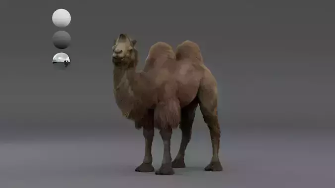 Camel Bactrian 