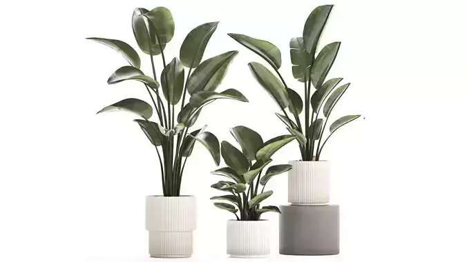 Beautiful Strelitzia in a flower pot for decoration 1285