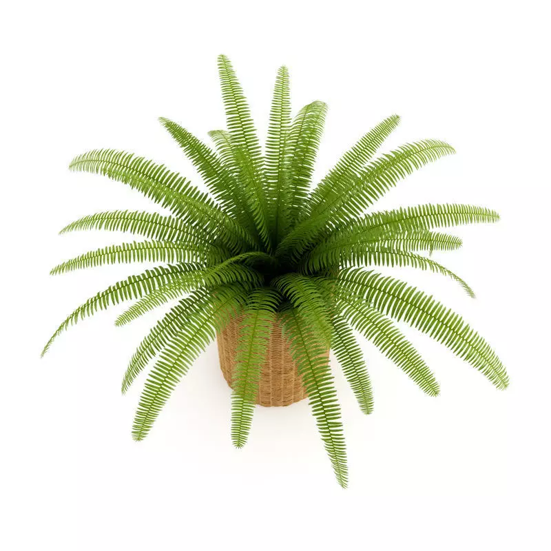 Fern in Wicker Basket 3D model_0