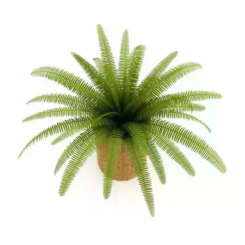 Fern in Wicker Basket