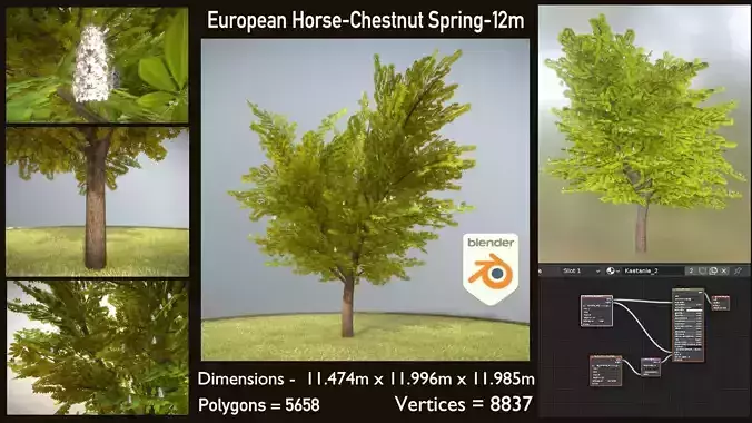 European Horse Chestnut Spring 12m Low-poly 3D model