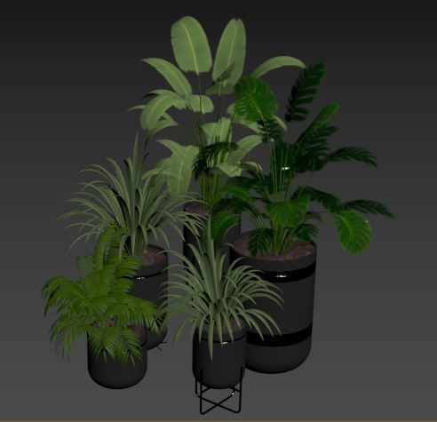 View of indoor plants collection of tropical plants set 03 3D model | CGTrader