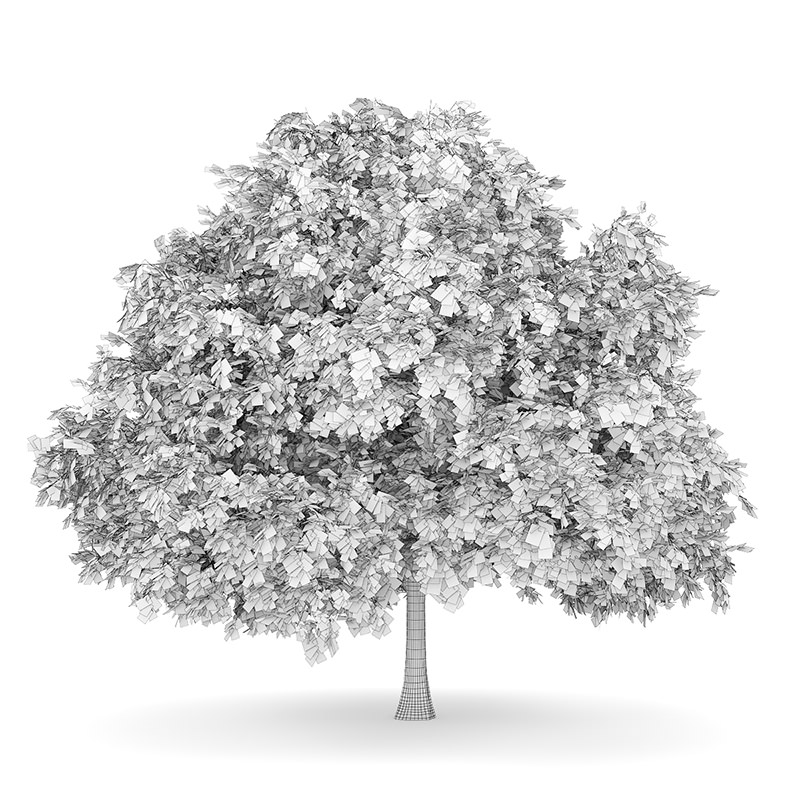 Small-leaved Lime 4 Tilia cordata 44809 3D model_3