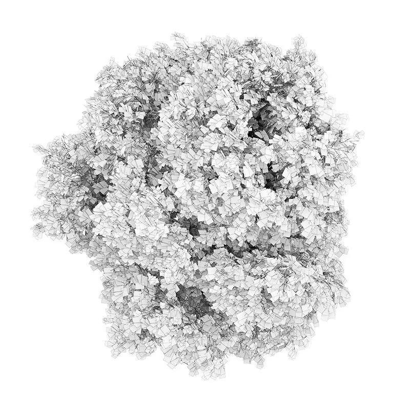 Small-leaved Lime 4 Tilia cordata 44809 3D model_0