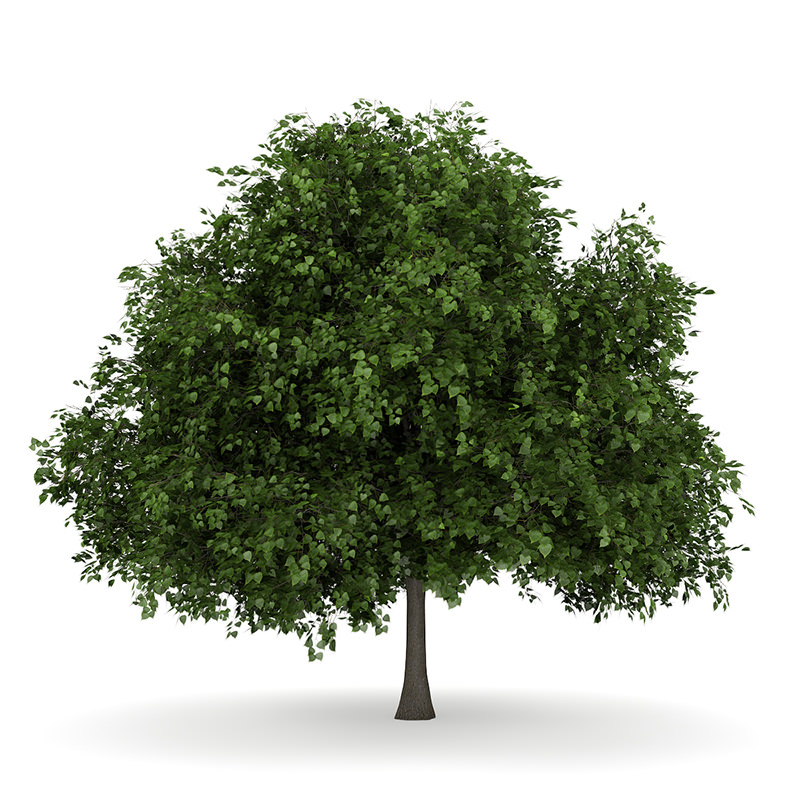 Small-leaved Lime 4 Tilia cordata 44809 3D model_1