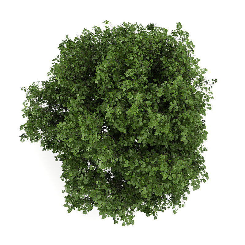 Small-leaved Lime 4 Tilia cordata 44809 3D model_2