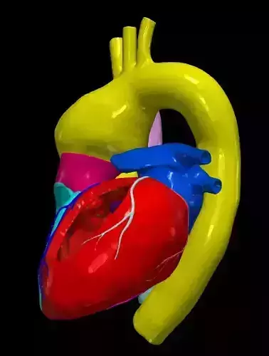 3d model of heart with bicuspid aortic valve 3D print model