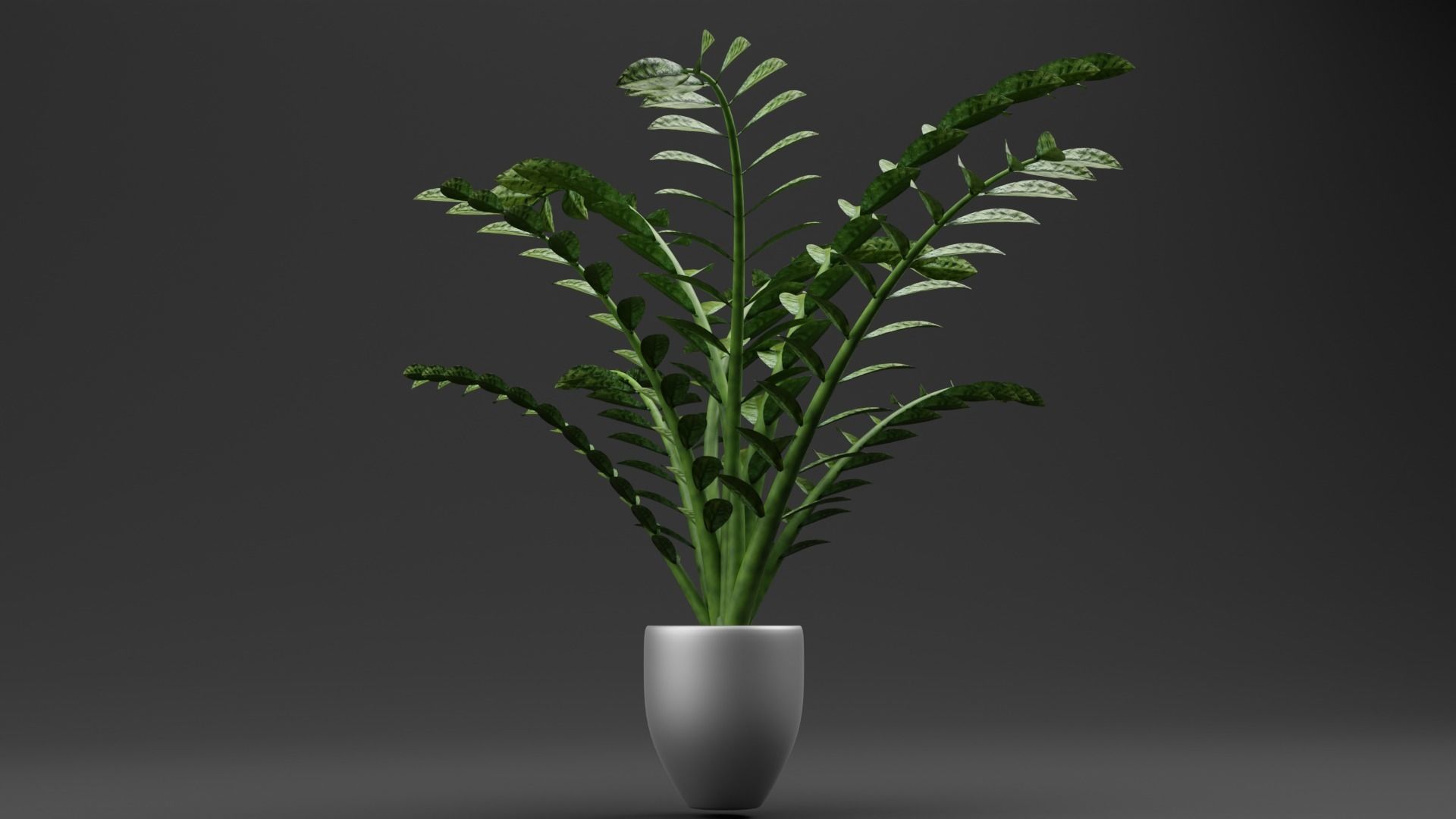 ZZ Plant Low-poly 3D model_4