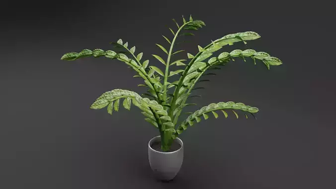 ZZ Plant Low-poly 3D model