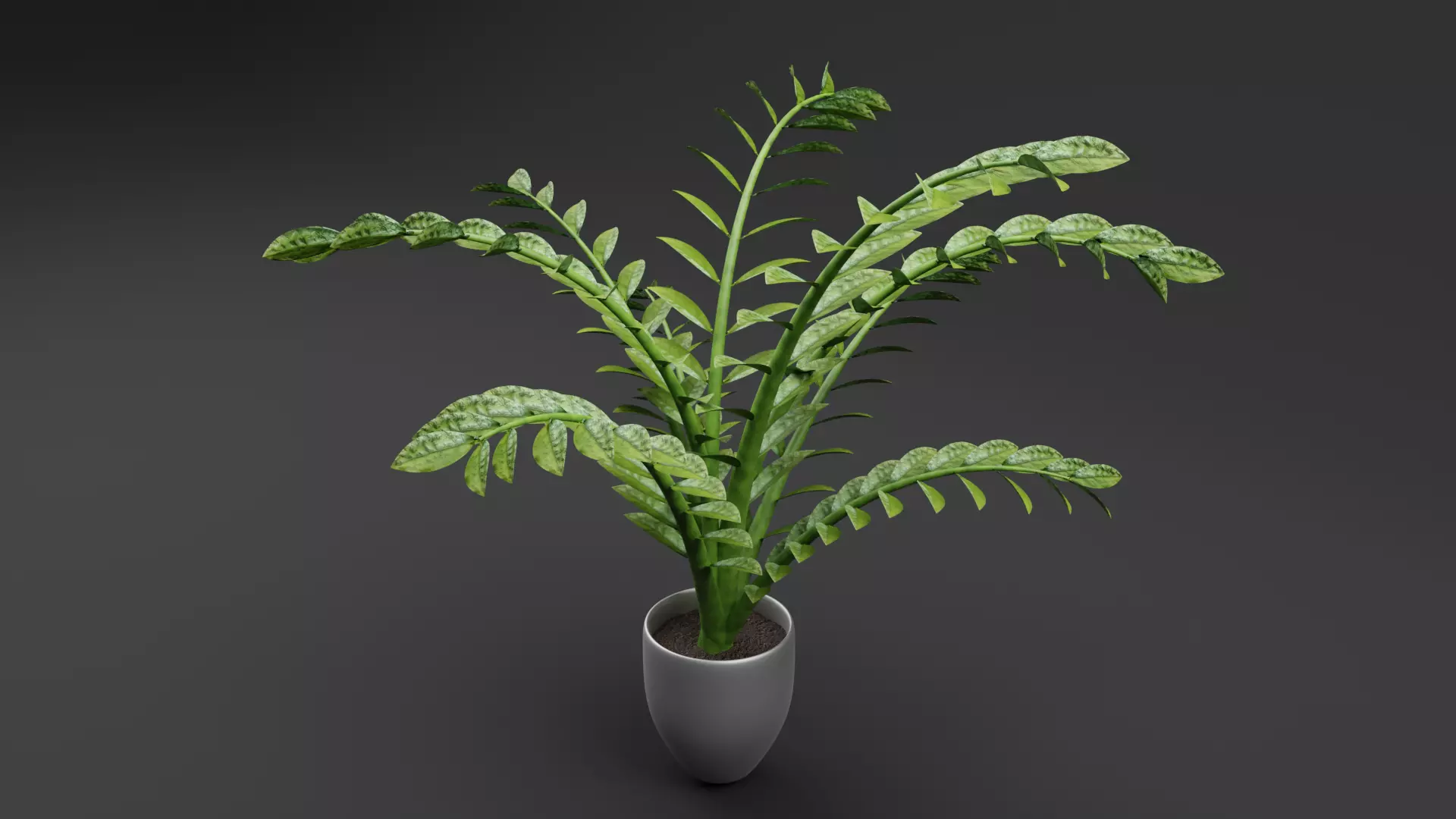 ZZ Plant Low-poly 3D model_0