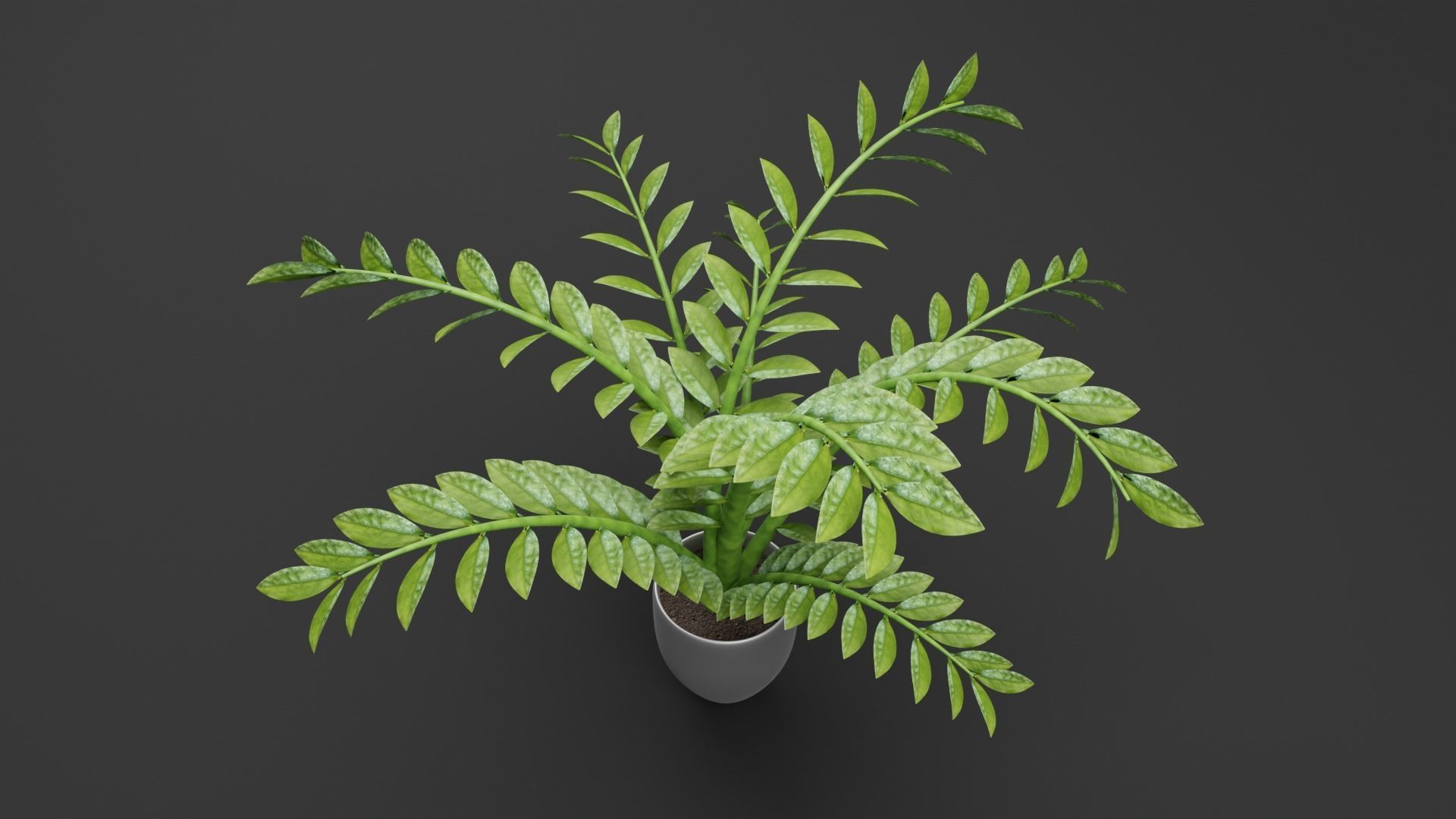 ZZ Plant Low-poly 3D model_5