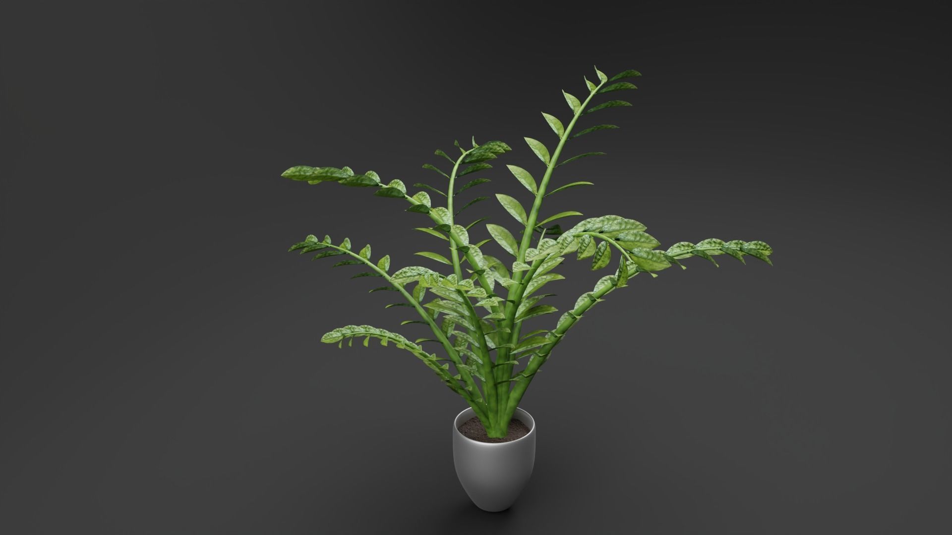 ZZ Plant Low-poly 3D model_1