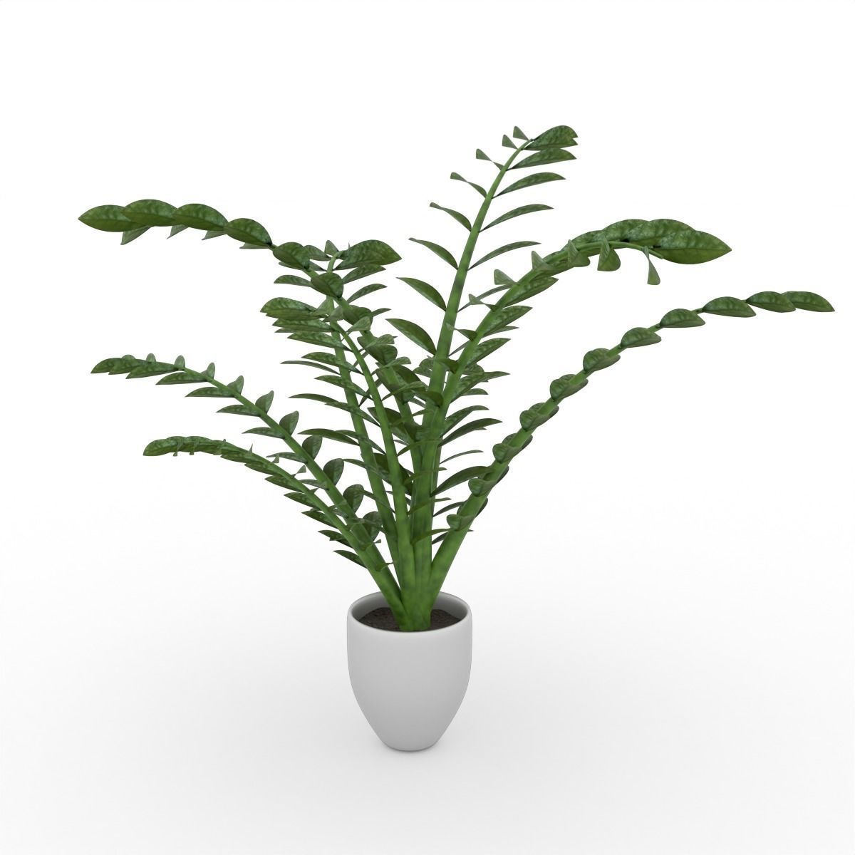 ZZ Plant Low-poly 3D model_6