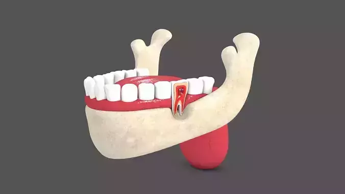 Tooth Cross Section Low-poly 3D model