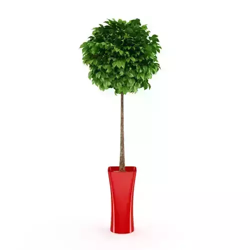 Potted Tree