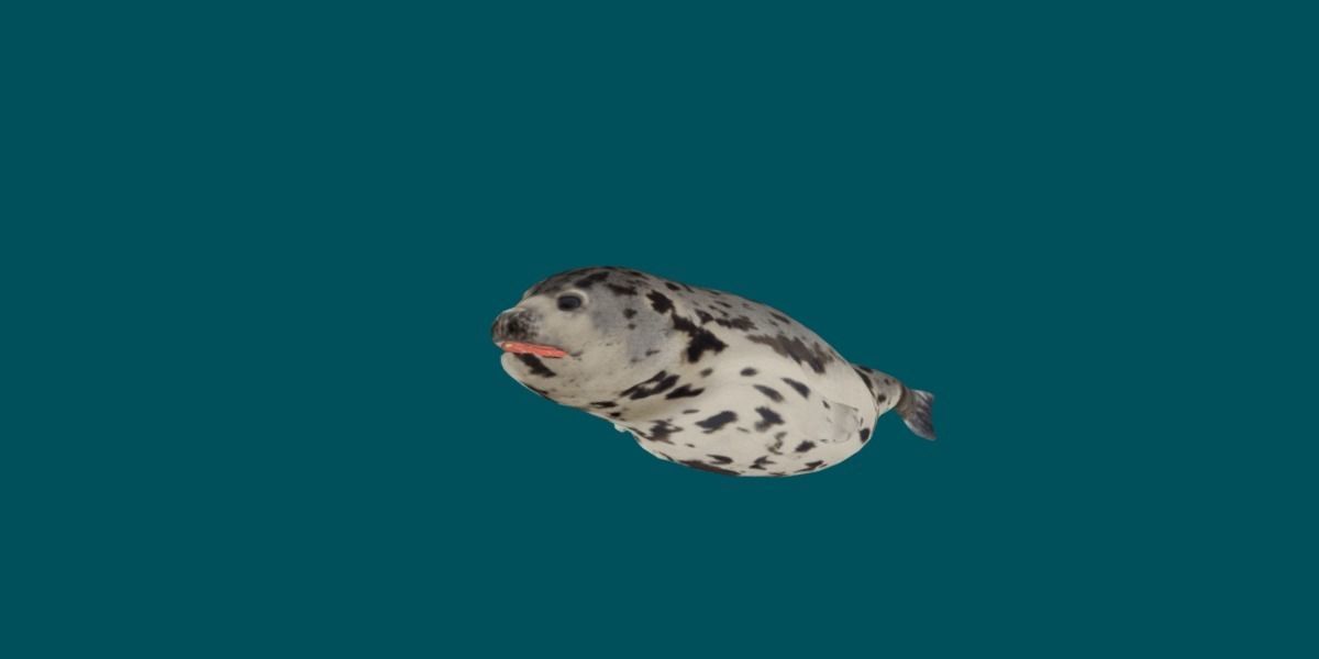 Harp Seal Low-poly 3D model_7