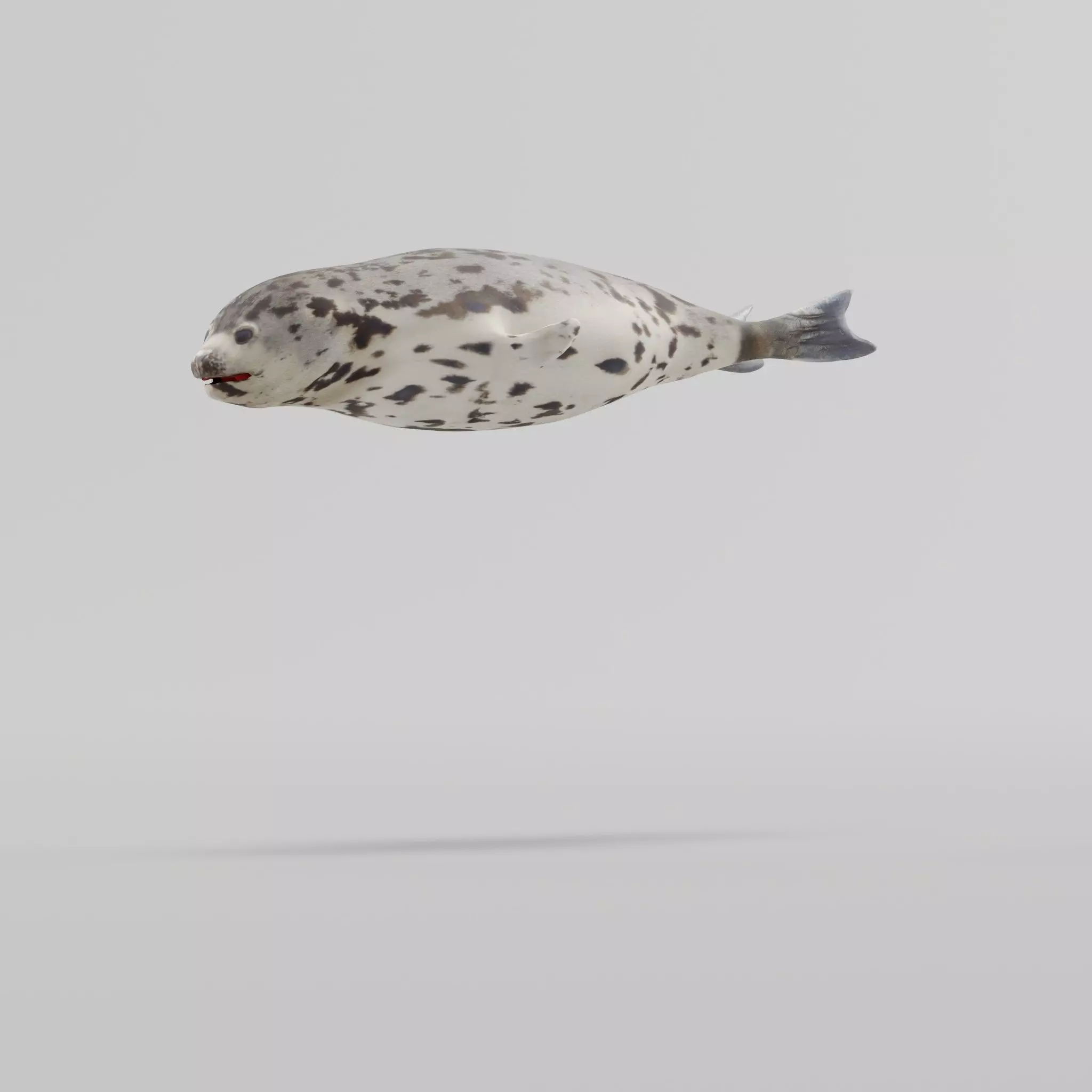 Harp Seal Low-poly 3D model_0