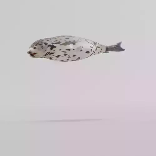 Harp Seal Low-poly 3D model