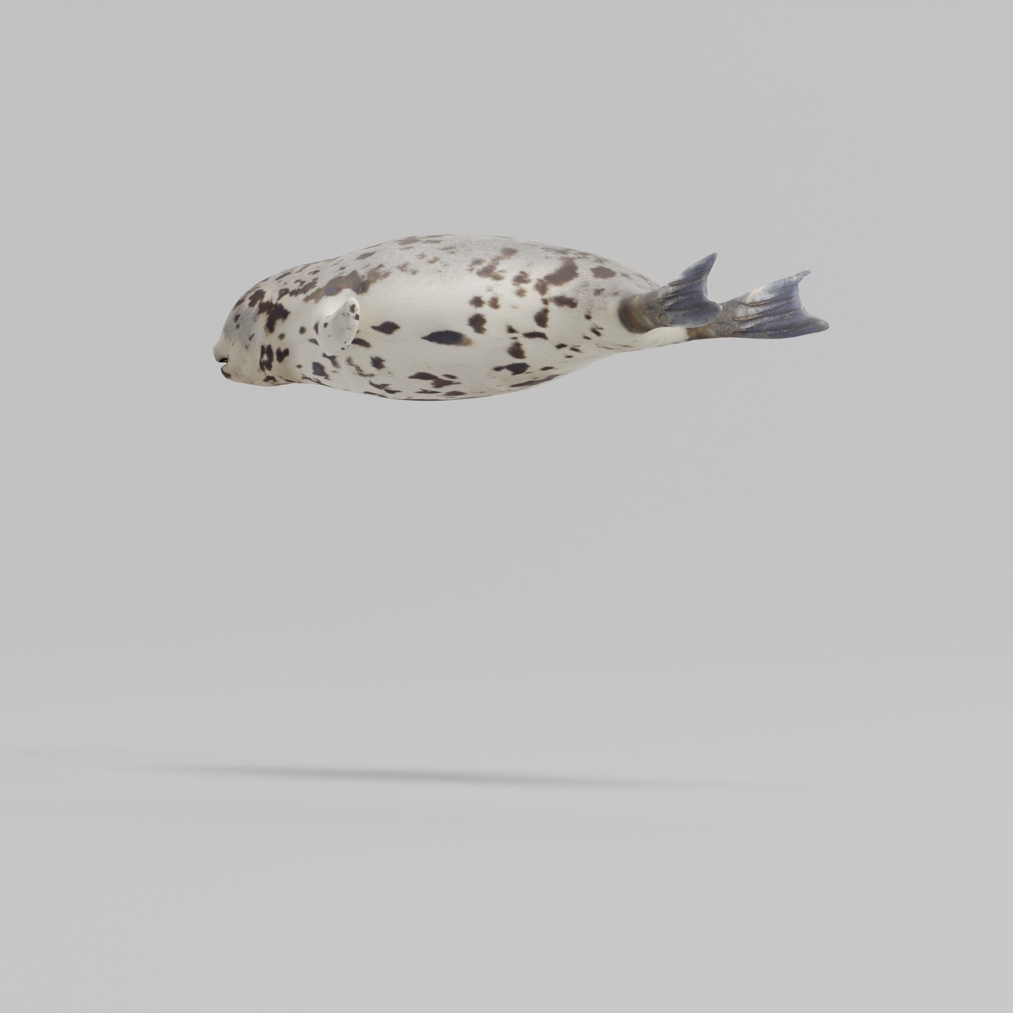 Harp Seal Low-poly 3D model_16