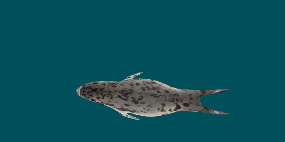 Harp Seal Low-poly 3D model_8