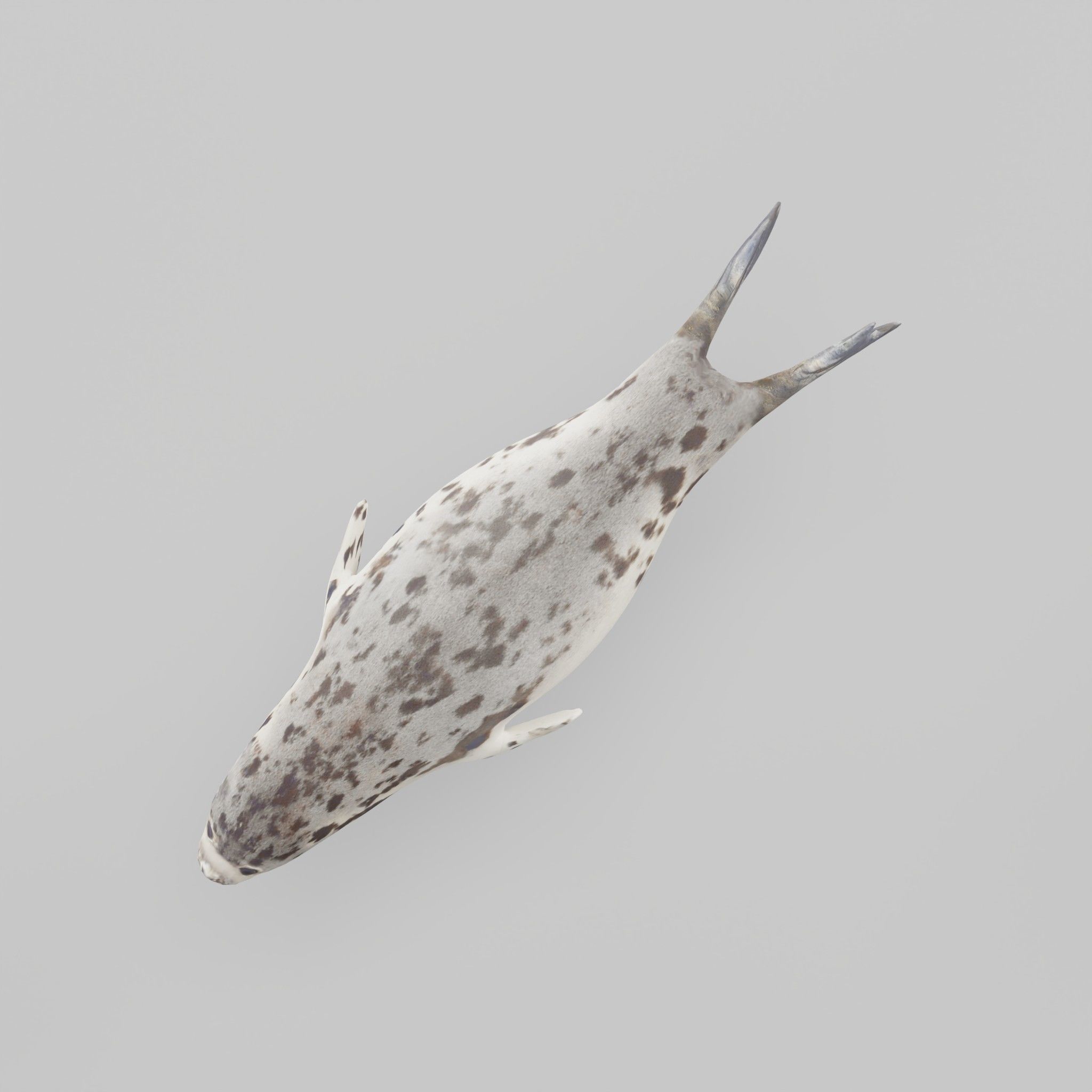 Harp Seal Low-poly 3D model_17