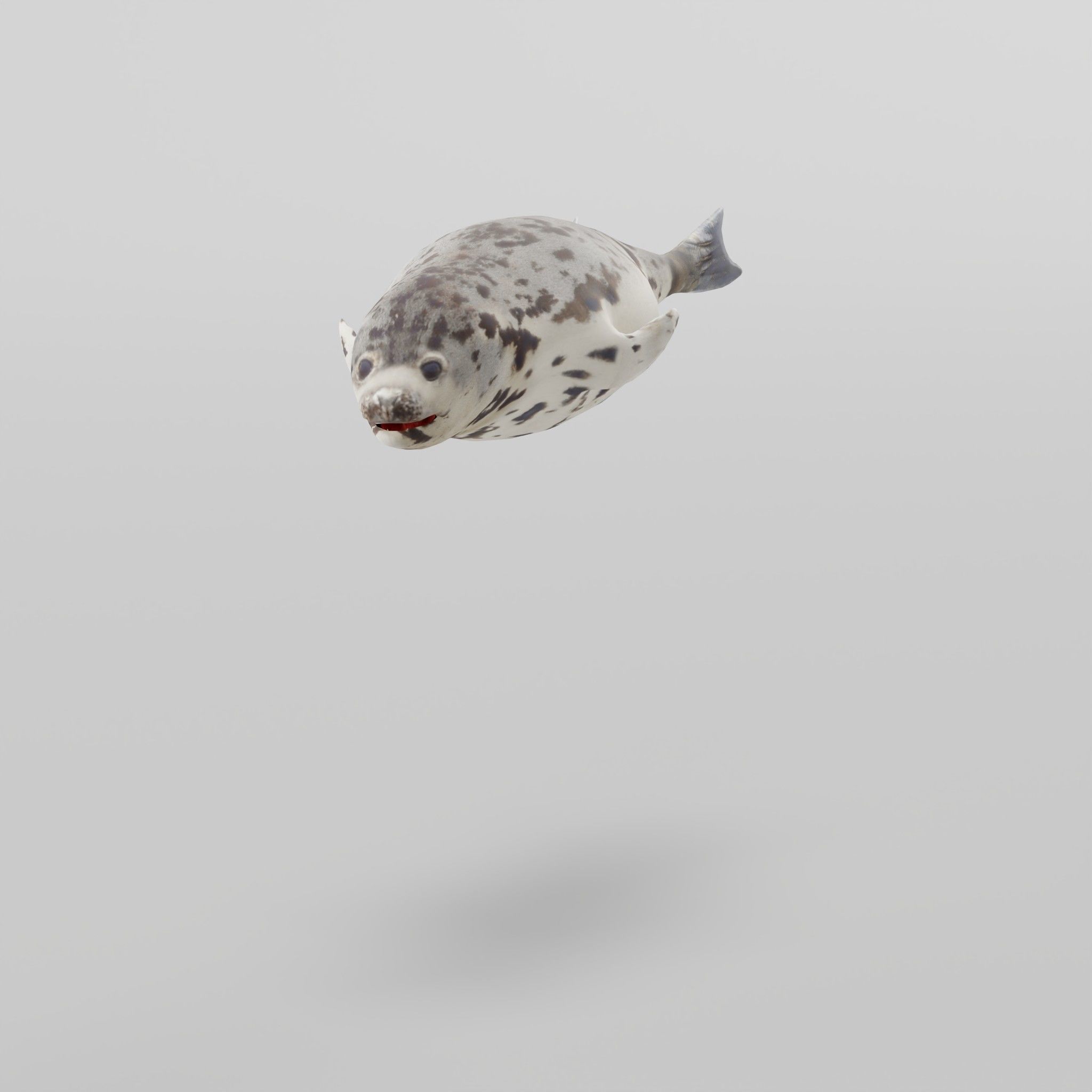 Harp Seal Low-poly 3D model_15