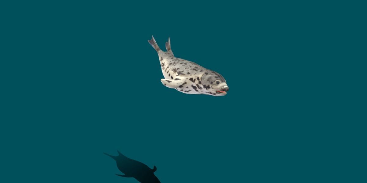 Harp Seal Low-poly 3D model_14