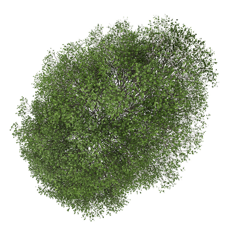 Small-leaved Lime 1 Tilia cordata 44815 3D model_2