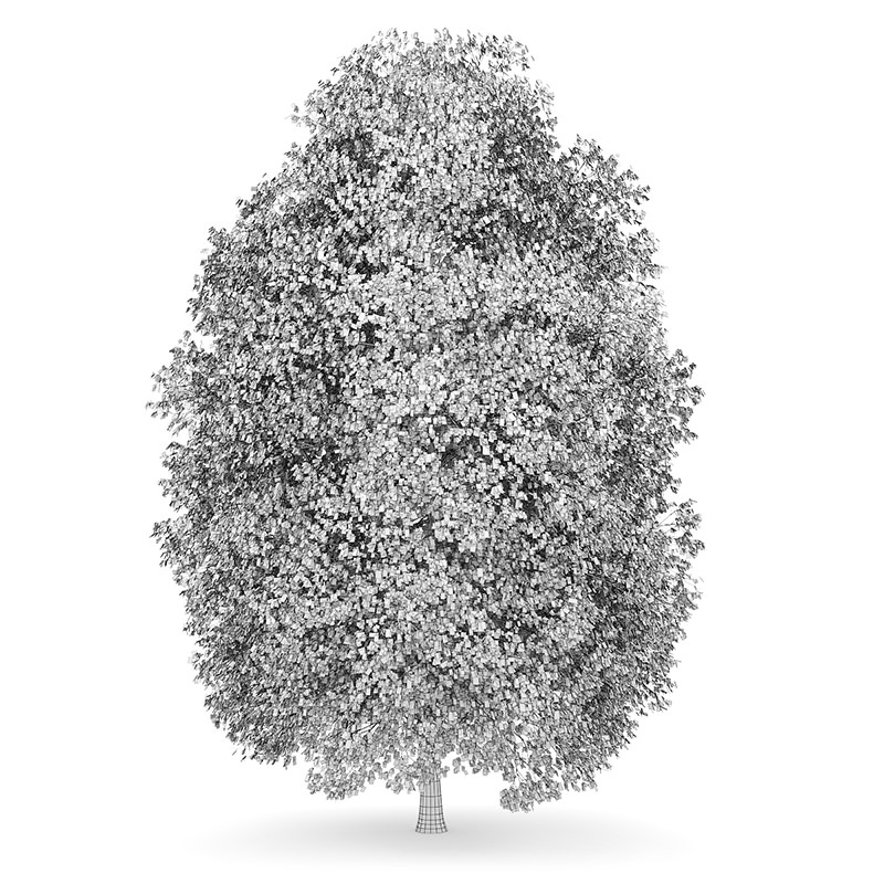 Small-leaved Lime 1 Tilia cordata 44815 3D model_3