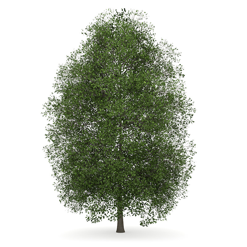 Small-leaved Lime 1 Tilia cordata 44815 3D model_1