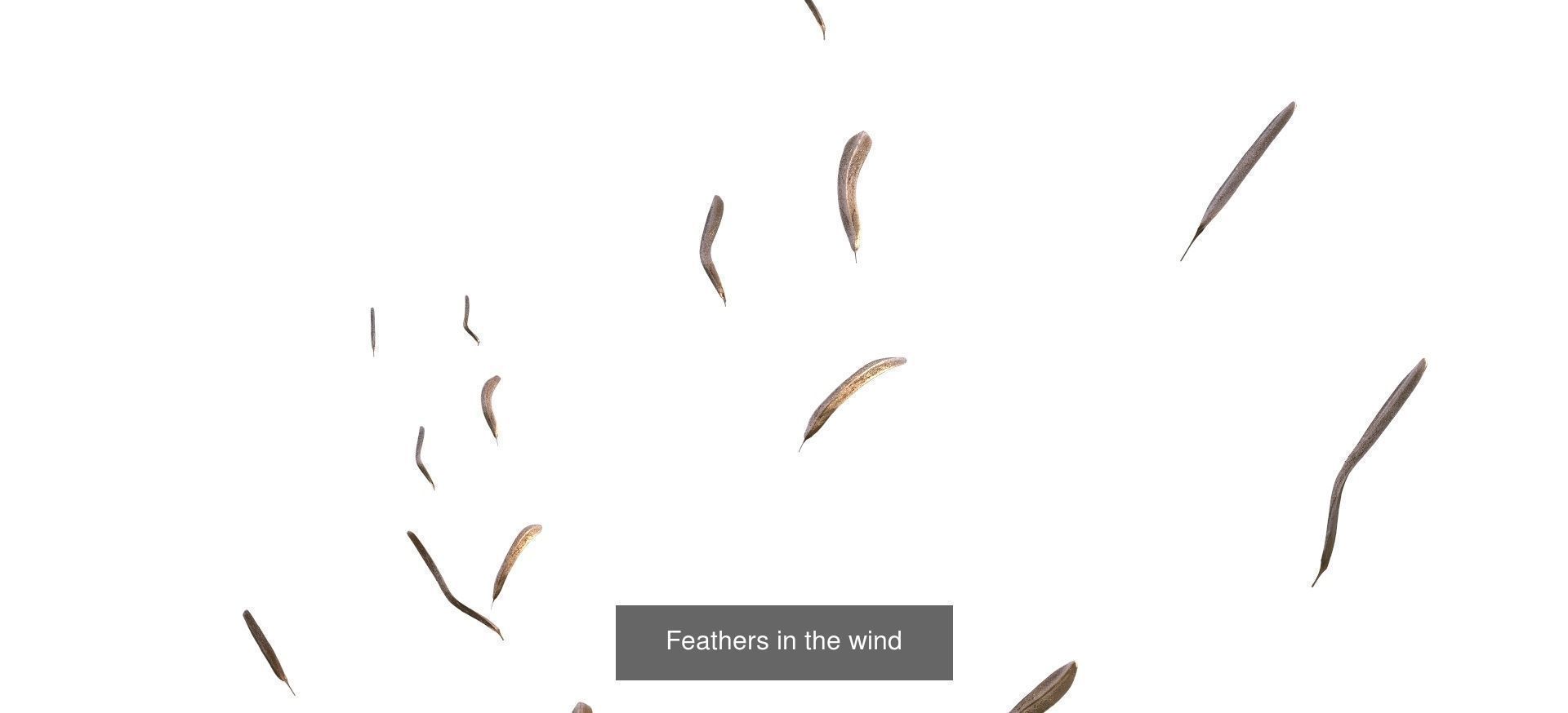 Feather collection 1 _1