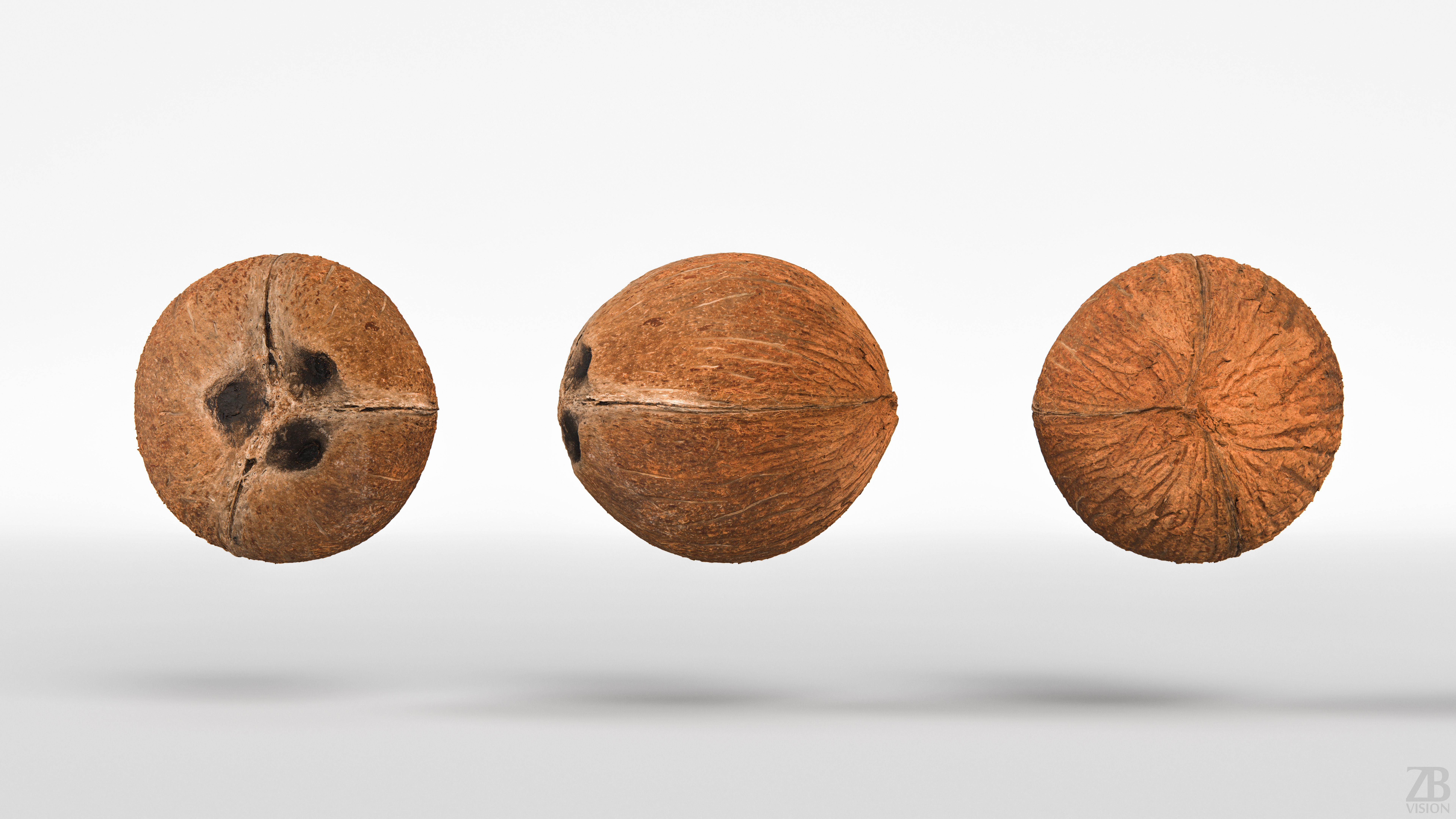 Coconut 3D model_4