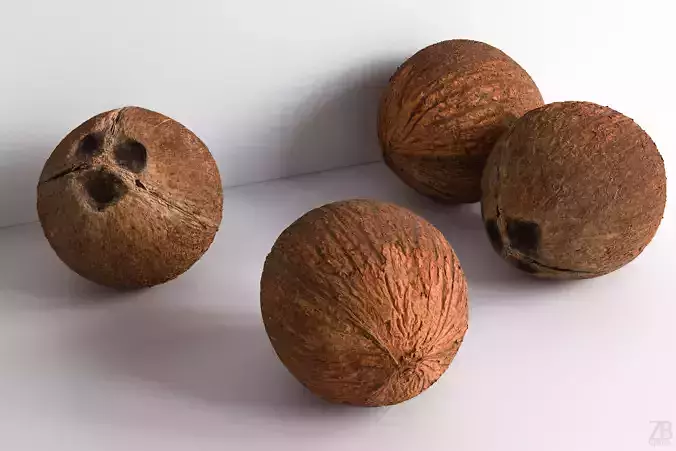 Coconut 3D model