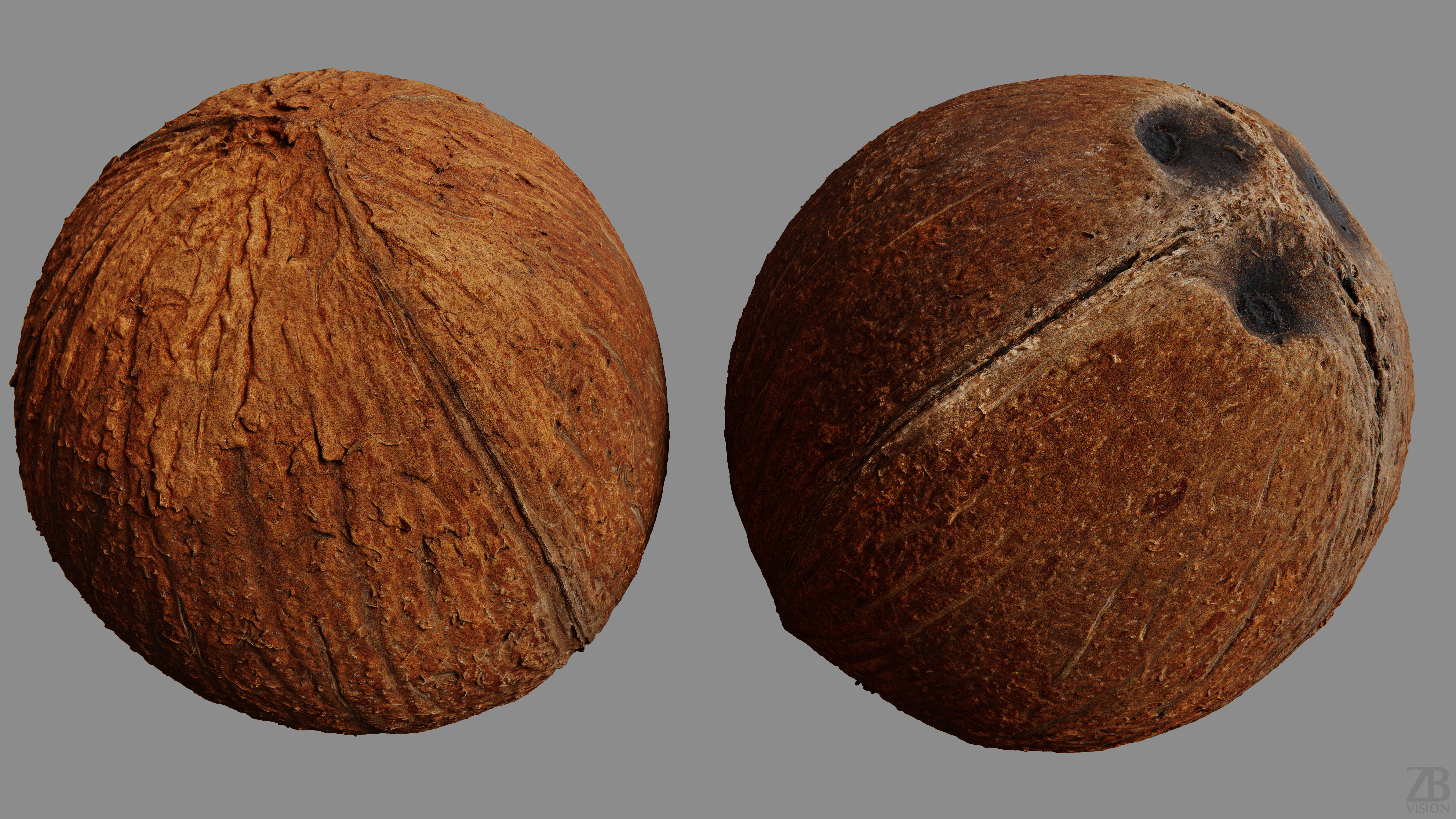 Coconut 3D model_9