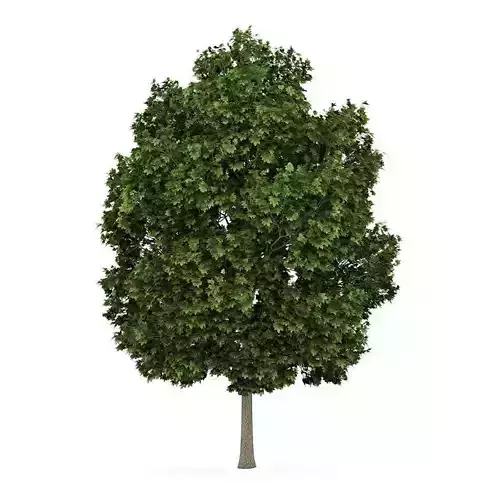 Common Maple 2 Acer campestre 44820