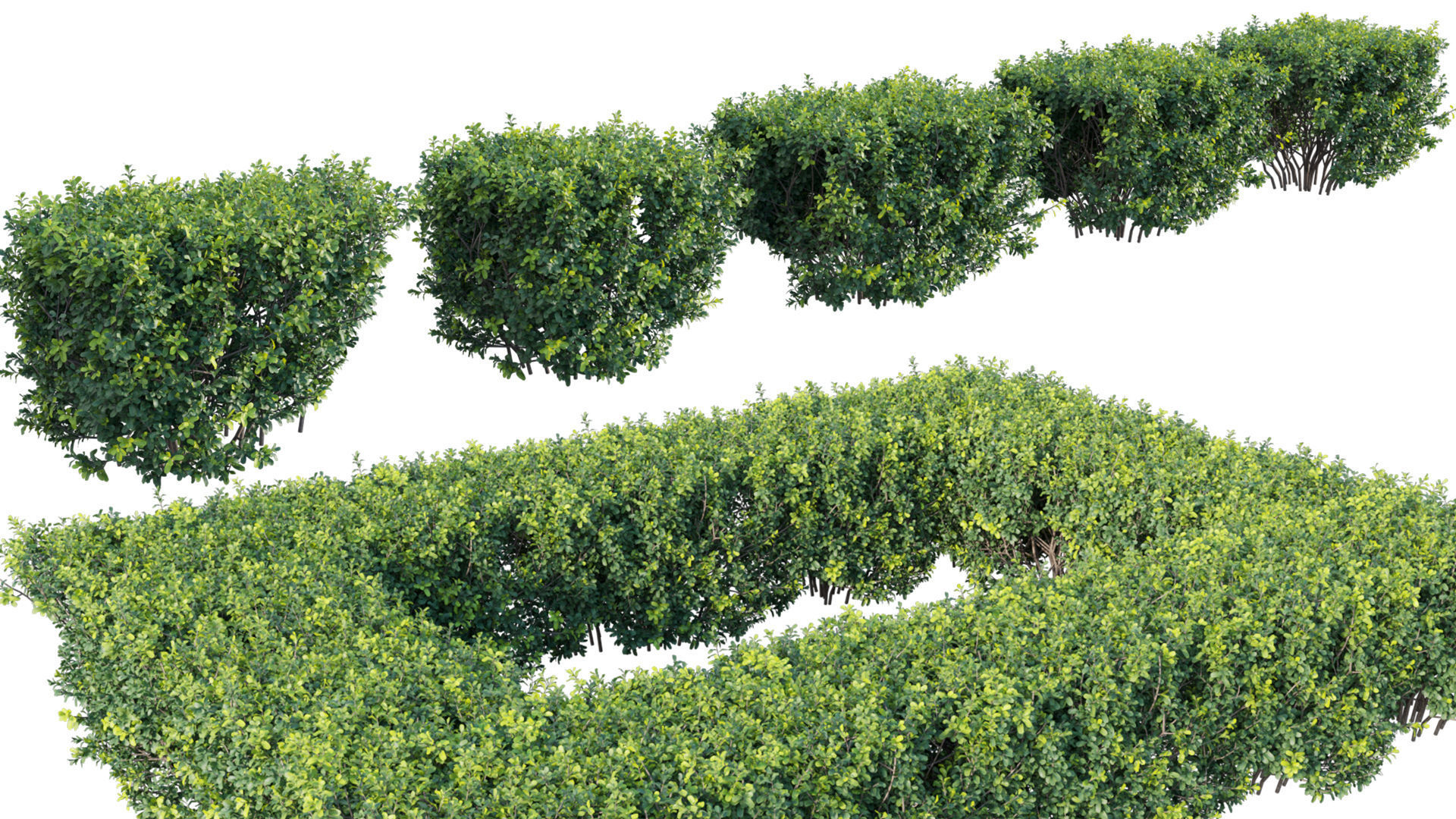 Buxus Sempervirens - Boxwood 3D model_7