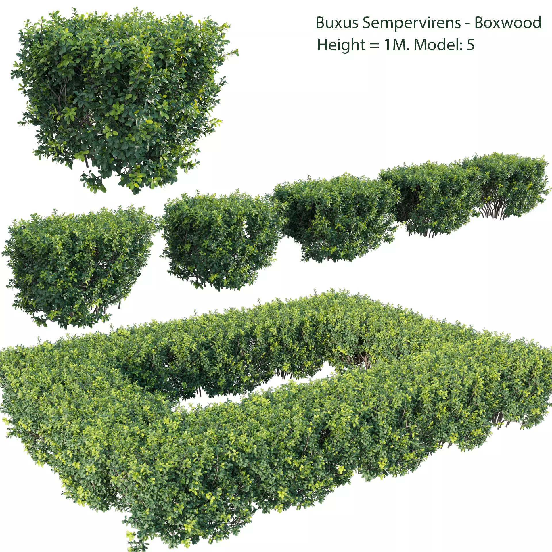 Buxus Sempervirens - Boxwood 3D model_0