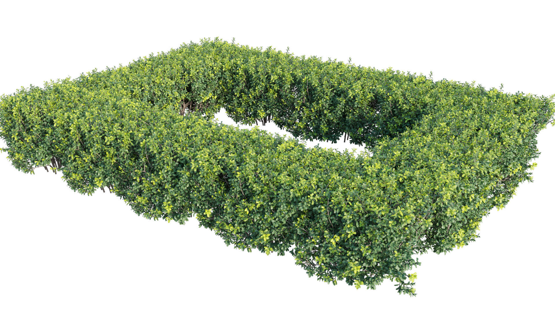 Buxus Sempervirens - Boxwood 3D model_5