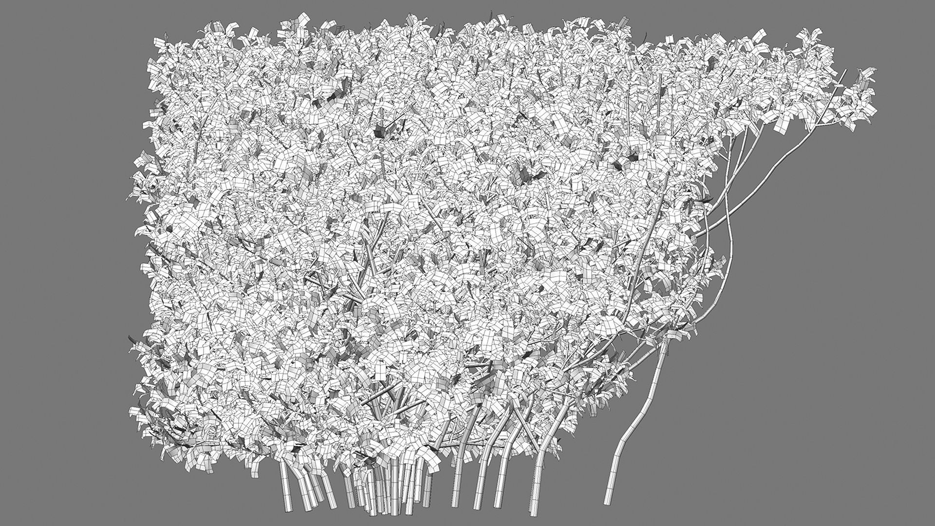 Buxus Sempervirens - Boxwood 3D model_8