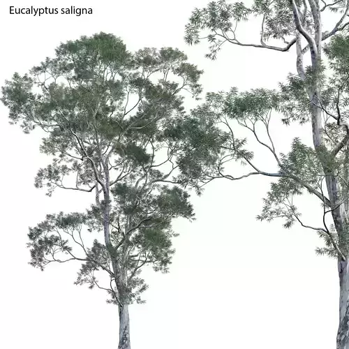 Eucalyptus saligna - Sydney Blue Gum 01