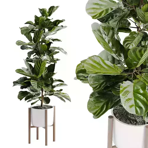 Ficus Lyrata  Plant