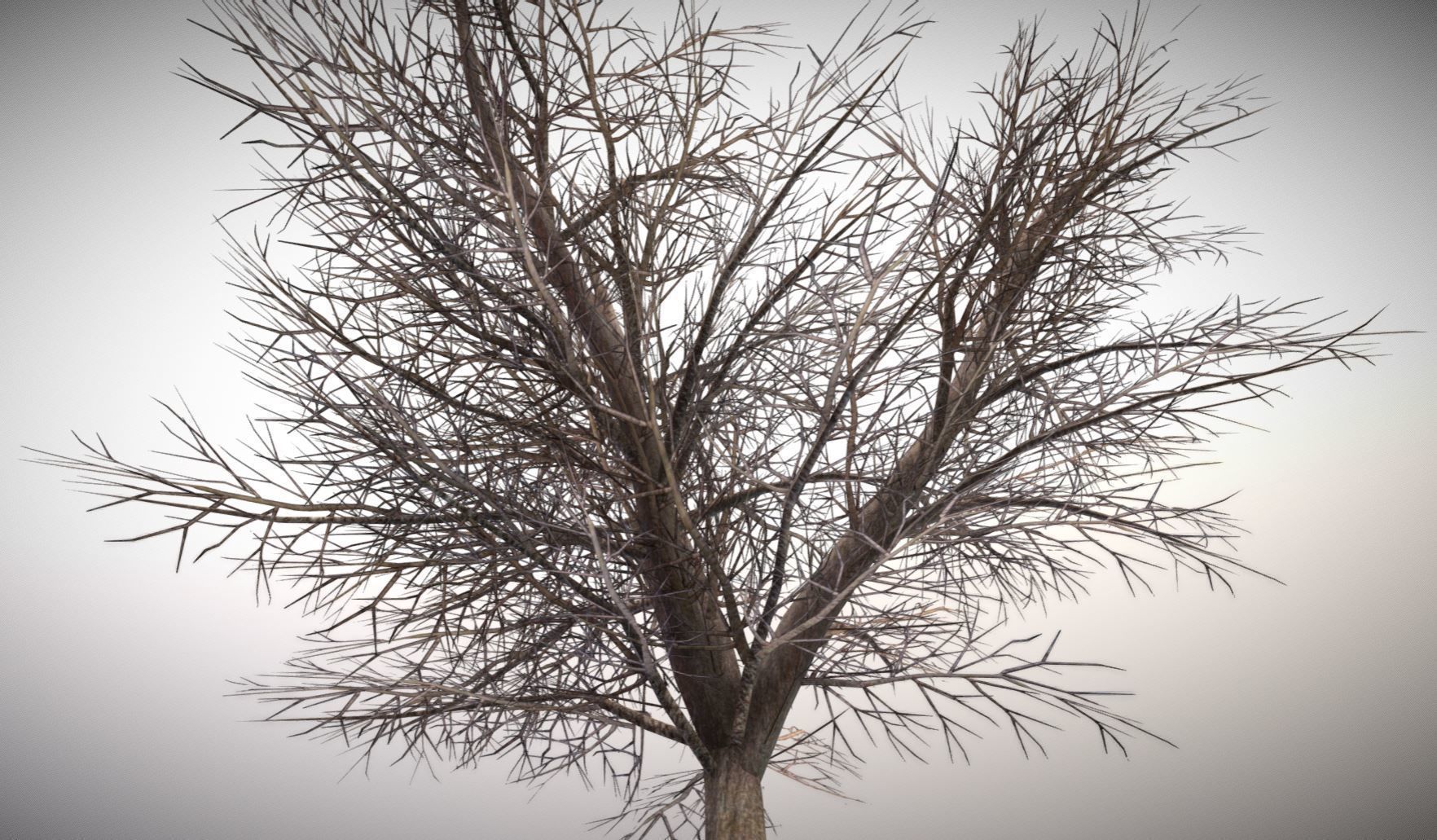 European horse chestnut 12m all seasons 3D Model Collection_37