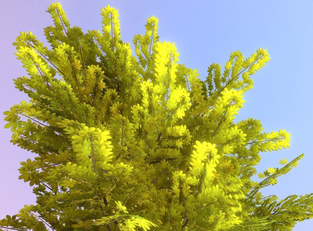 European horse chestnut 12m all seasons 3D Model Collection_27