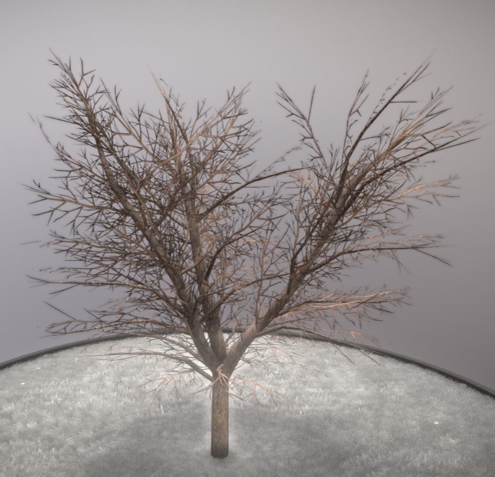 European horse chestnut 12m all seasons 3D Model Collection_35