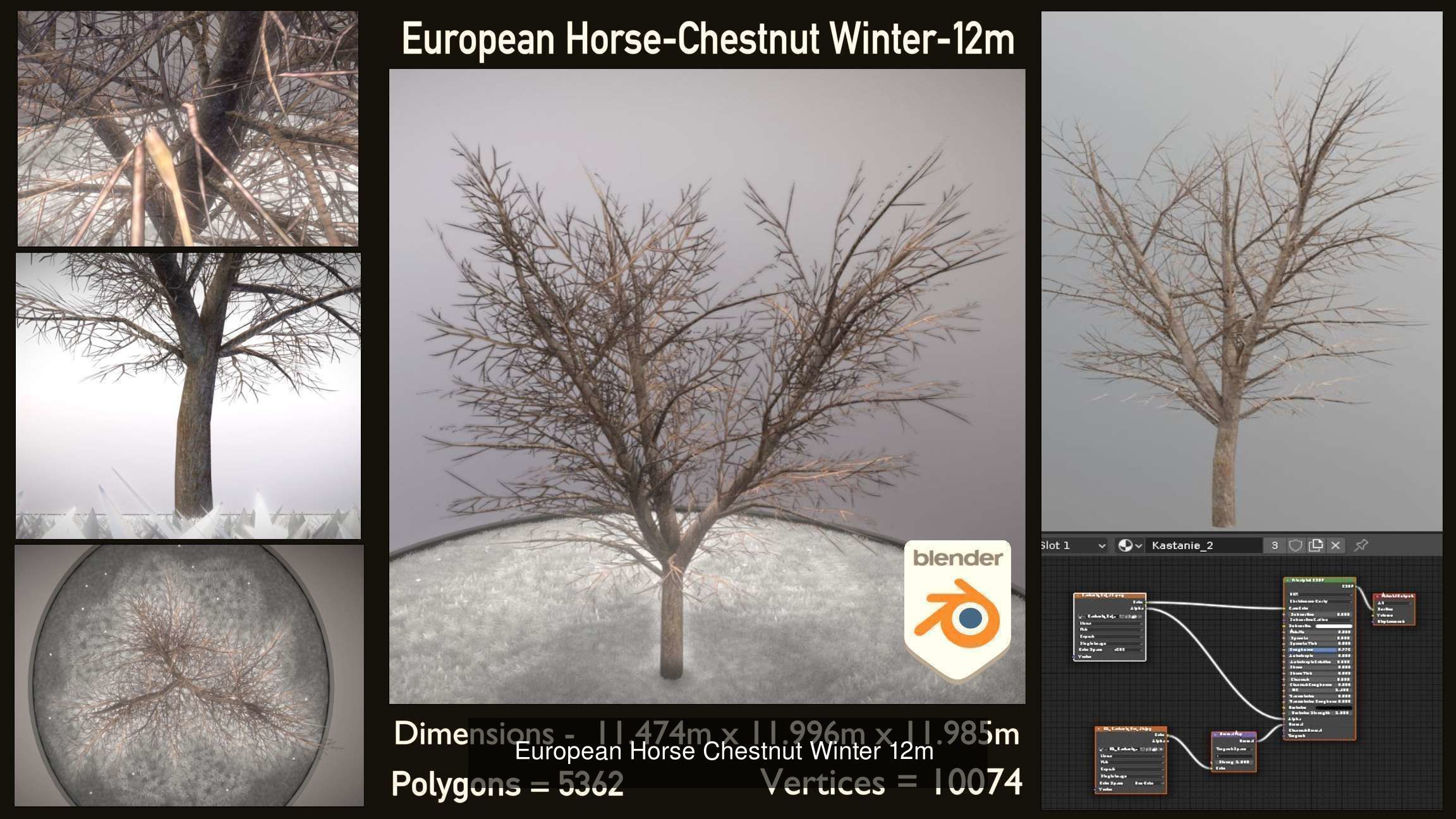 European horse chestnut 12m all seasons 3D Model Collection_3